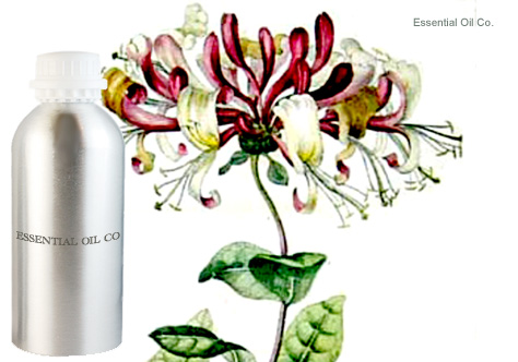 Honeysuckle Essential Oil Absolute (Lonicera caprifolium) – HIGH ALTITUDE  COSMECEUTICALS™