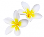 Frangipani