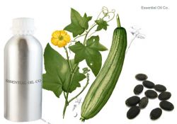 Luffa cylindrica Oil